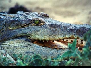 обои Челюсти крокодила фото