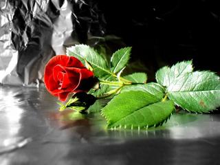 обои Красная роза фото