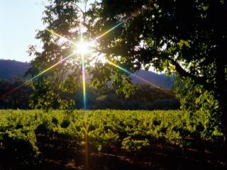 обои Блик солнца в летнем дереве, над виноградником фото