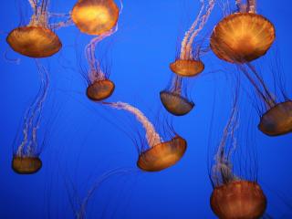 обои Небольшая группировка медуз фото