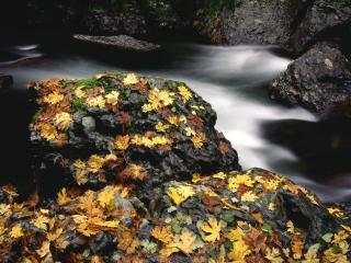 обои Камни покрытые осенними листьями у ручья фото