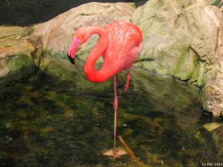 обои Фламинго - красивая птица фото