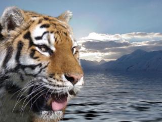 обои Тигр и небо фото