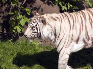 обои Белый Тигр фото