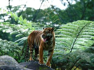 обои Тигры в джунглях фото