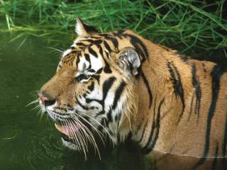 обои Тигры в воде фото