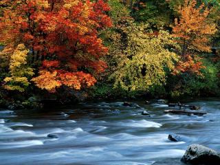 обои Осенний ручей, вдоль раскрашенных крон деревьев фото