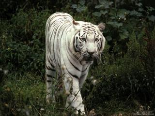 обои Тигр белый фото