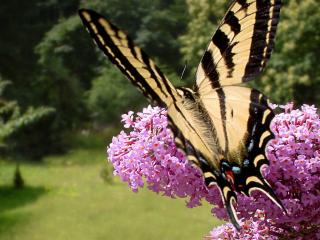 обои Красивая бабочка на цветах фото