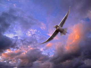 обои Птица в небе облачном фото