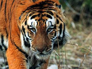 обои Тигр следит за добычей фото