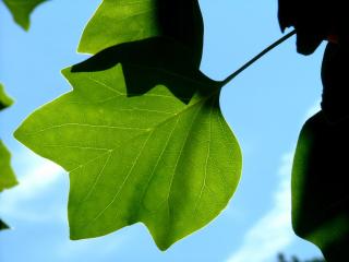 обои Зеленый лист на фоне неба фото