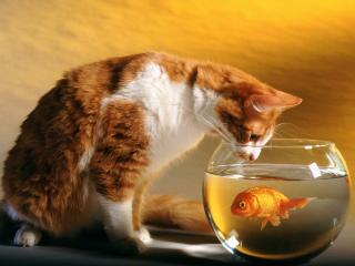 обои Кот и золотая рыбка фото