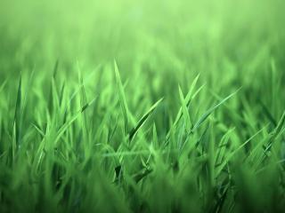 обои Зелёная трава фото