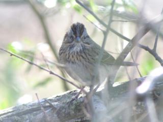 обои для рабочего стола: Lincoln s Sparrow