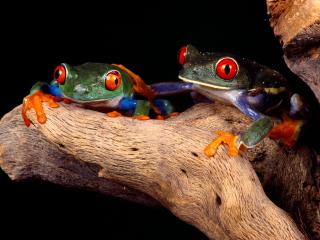 обои Синие лягушки с красными глазами фото