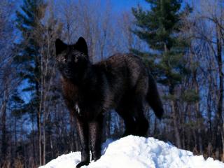 обои Чёрный волк на снежном пригорке фото