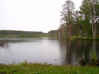 обои Озеро и деревья фото