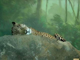 обои Сонный леопардик фото