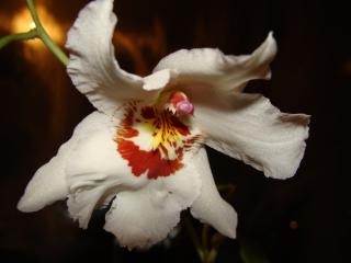 обои Фотография орхидеи фото