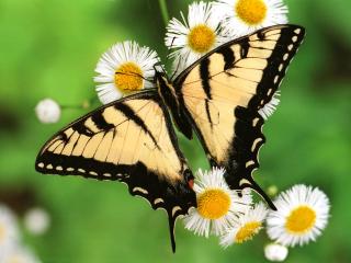 обои Бабочка на цветке что то ищет фото
