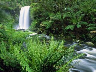 обои Hopetoun Falls, Otway Ranges, Victoria фото