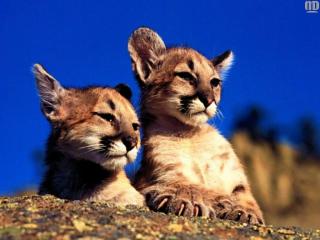 обои Two lion cubs фото