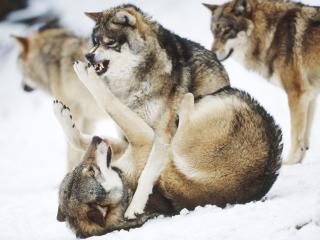 обои 3 волченка играютна снегу фото