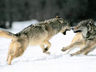 обои 2 кусачих волка фото