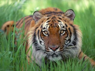 обои Watchful Eyes, Bengal Tiger фото