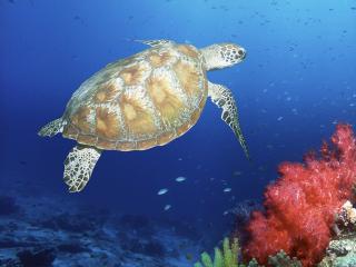 обои Green Sea Turtle, Malaysia фото