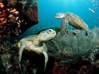 обои Green Sea Turtles фото
