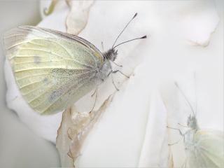 обои Белая бабочка фото