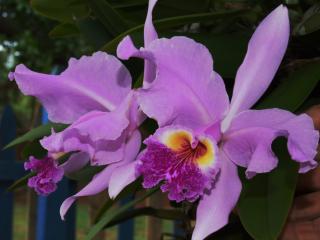 обои Фотография орхидеи фото