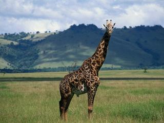 обои Африканский жираф фото