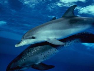 обои Серый и пятнистый дельфины фото