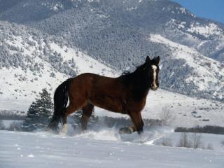 обои Лошадь в снегу фото