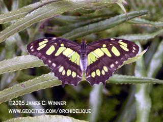 обои для рабочего стола: Malachite Butterfly