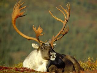 обои Великолепные оленьи рога фото