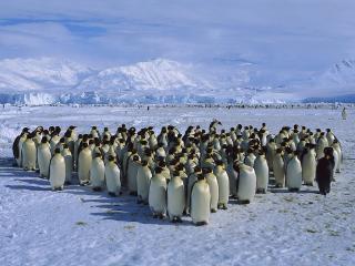 обои Стая пингвинов на северных просторах фото