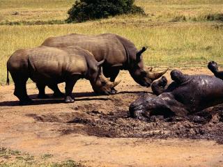 обои Носороги у грязи фото