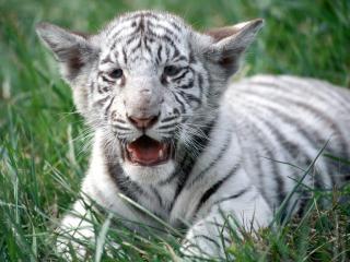 обои Белый тигрёнок фото
