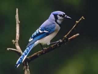обои Красивая птичка с голубым оперением фото