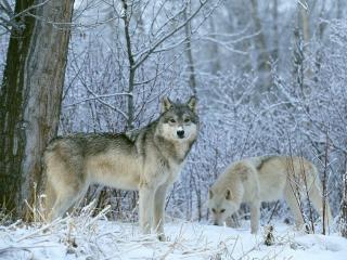 обои Белый и серый волки зимним утром фото