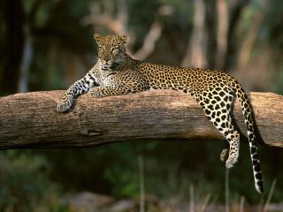 обои Леопард отдыхает на засохшем дереве фото