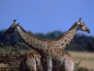 обои Африка жирафы фото
