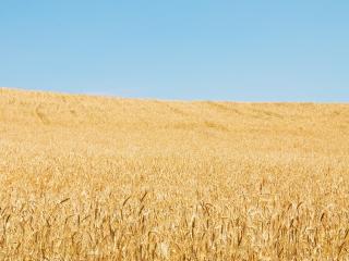 обои Пшеничное поле фото