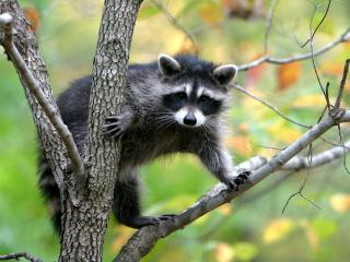 обои для рабочего стола: Racoon on tree