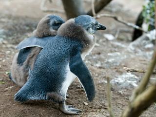 обои Маленькие дружные пингвины фото