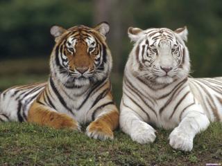 обои Два разноцветных тигра фото